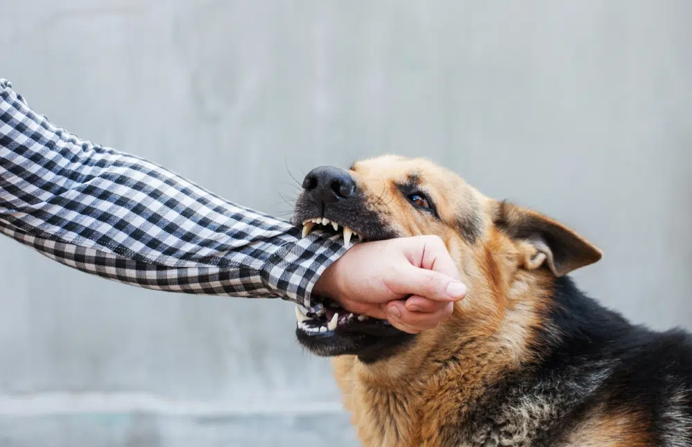 Does Homeowners’ Insurance Cover Dog Bites in Kansas City, MO?